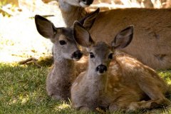 A Trio