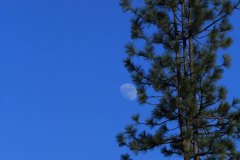 Blue Moon