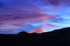 Grapevine at Sunset