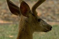 Handsome Buck