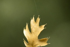 Happy Leaf