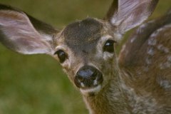 Hello Deer!
