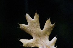 Leaf in the Light