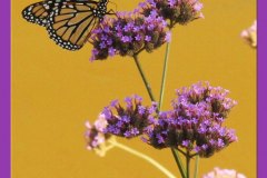 Monarch Moment