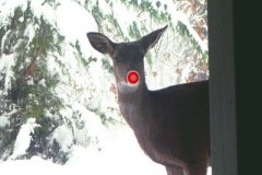 Rudolph Visits