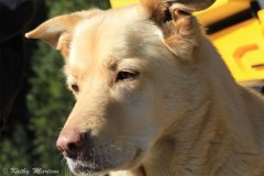 Sweet Angel Dog