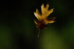 DarkLeaf-web