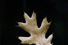 Leaf-in-the-light-web