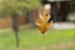 MyLeafyFriend-web